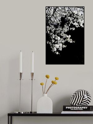 White Spring Blossoms