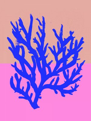 Coral Vibrance