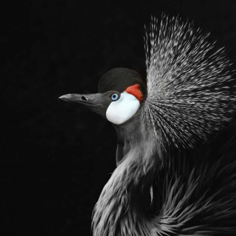 Black Crowned Crane