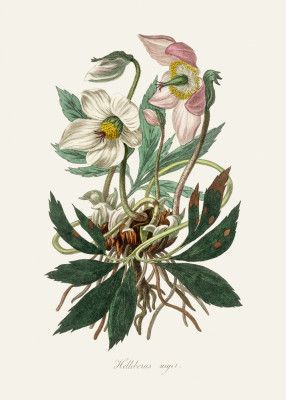 Christmas Rose (helleborus Niger)  Medical Botany