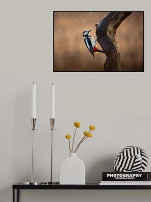 Woodpecker in the rain