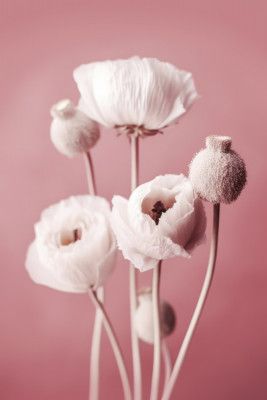 Soft Blooming Poppies