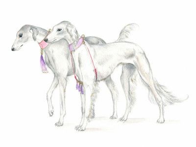 Saluki Dogs in Delicate Collars
