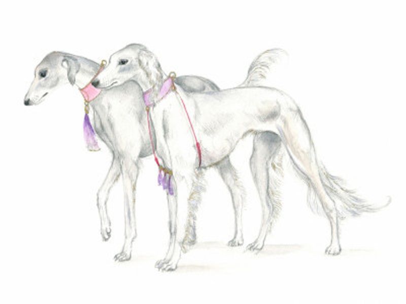 Saluki Dogs in Delicate Collars