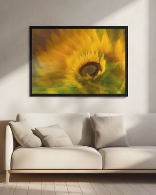 Sunflower (Helianthus)