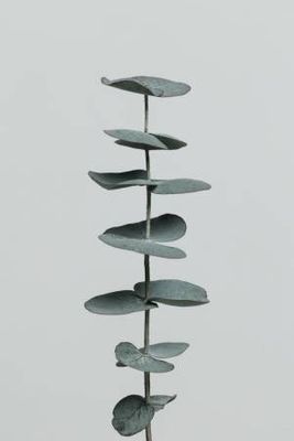 Eucalyptus Natural 09