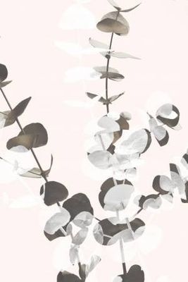 Eucalyptus Creative 12