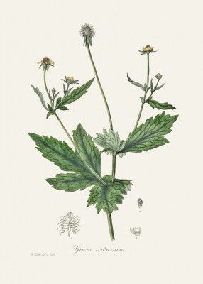 Wood Avens (geum Urbanum)  Medical Botany