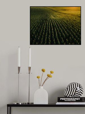 Golden Horizon Fields