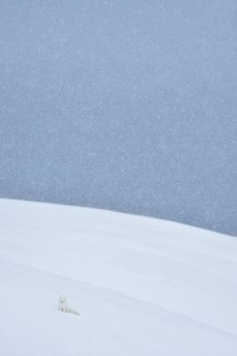 Snowy arctic fox in Svalbard