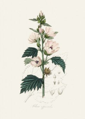 Common Marshmallow (althea Officinalis) Medical Botany
