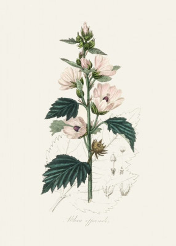 Common Marshmallow (althea Officinalis) Medical Botany