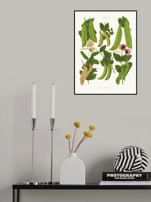 Sugar, or Edible Podded Peas From Album Benary (1876 1886) By Ernst Benary