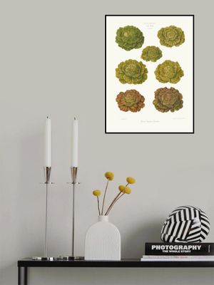 Lettuces – Cabbage Varieties From Album Benary (1876 1886) By Ernst Benary Copy