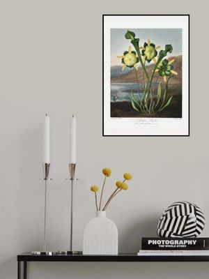 Pitcher Plant from The Temple of Flora (1807)