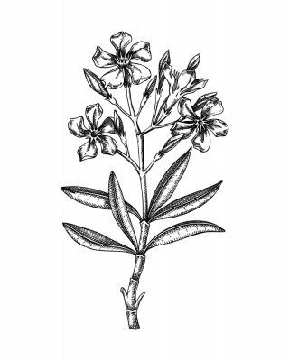 Oleander (Nerium oleander)