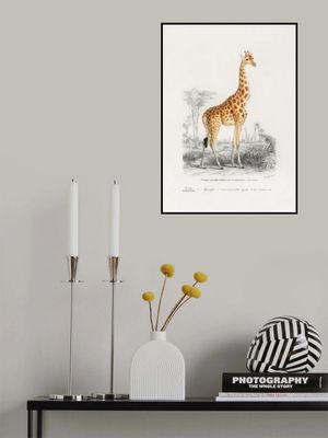 Giraffe