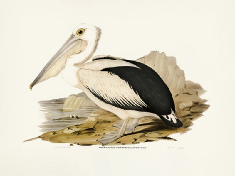 Australian Pelican
