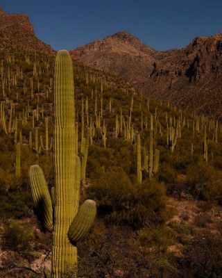 Postcard From Tucson