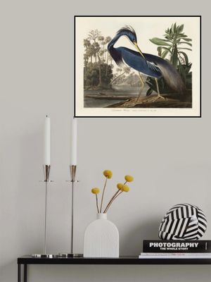 Louisiana Heron From Birds of America (1827)