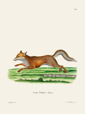 Red Fox By Johann Christian Daniel Von Schreber.