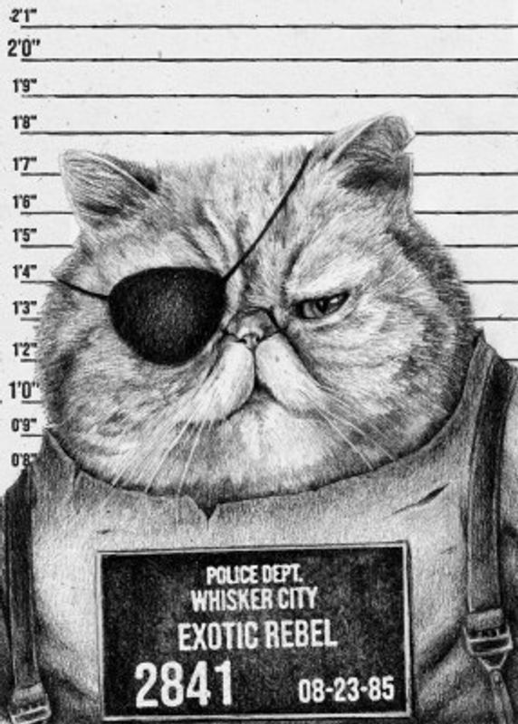 Cat With An Eye Patch