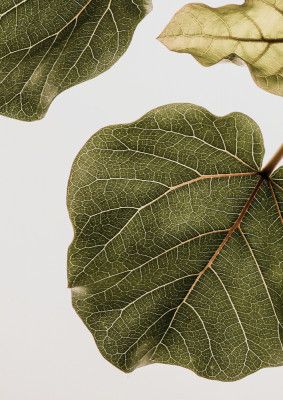 Leaf Vein Tapestry
