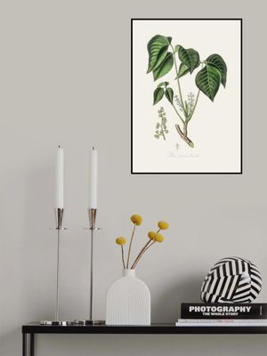 Poison Ivy (rhus Toxicodendron) Medical Botany