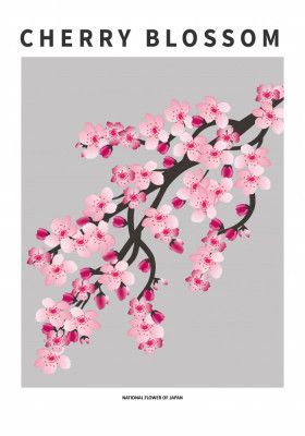 Cherry blossom - National flower of Japan