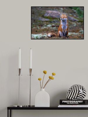 Fox Zen - Algonquin Park