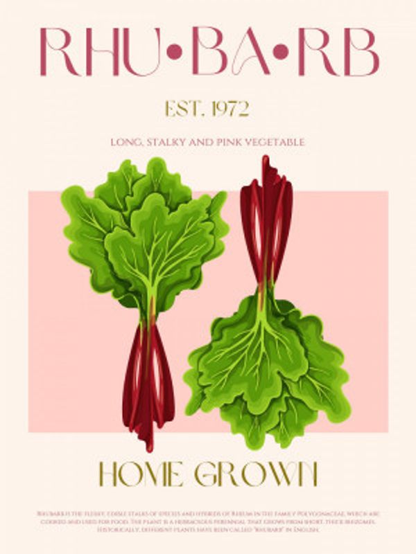 Illustrated Rhubarb With Vibrant Pink Stalks