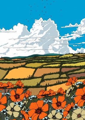 Summer Wildflower Meadow