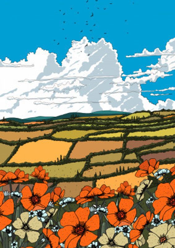 Summer Wildflower Meadow