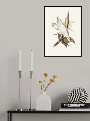 Blood Stained Cockatoo