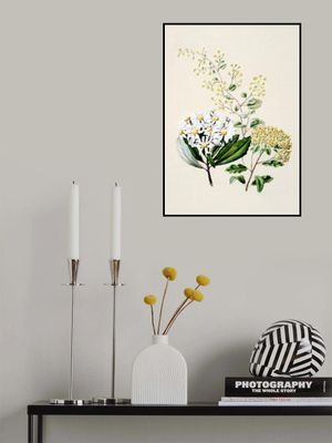 Senecio Drawn By Sarah Featon (1848–1927)