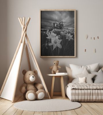 Tractor in Daffodils