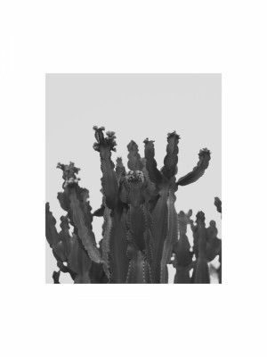 Cactus Silhouette