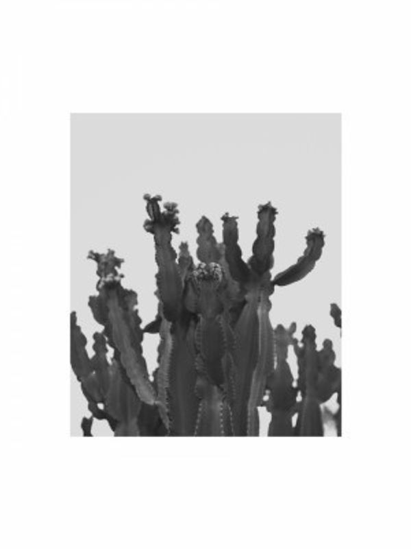 Cactus Silhouette