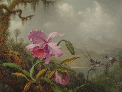 Martin Johnson Heade   Orchids and Hummingbirds