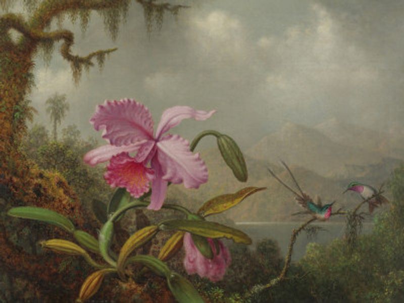 Martin Johnson Heade   Orchids and Hummingbirds
