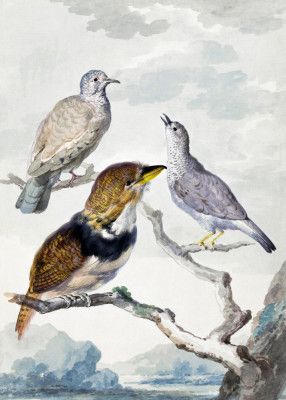 Three Birds, Two Inca Pigeons and a Collared Bearded Cuckoo