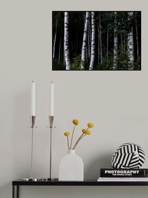 Birch Trees Dark 1