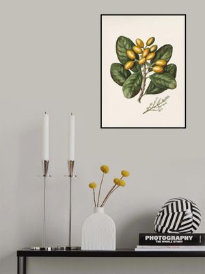 Karaka Drawn By Sarah Featon (1848–1927)