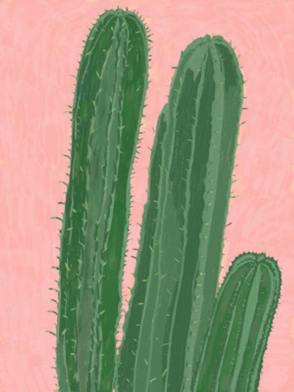 Cactus