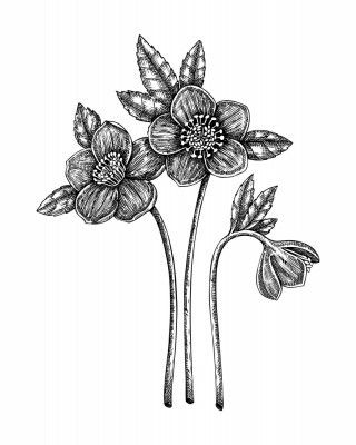 Black Hellebore (Helleborus niger)