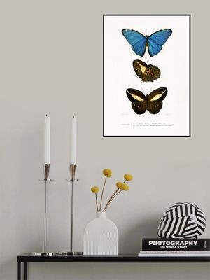 Different Types of Butterflies II