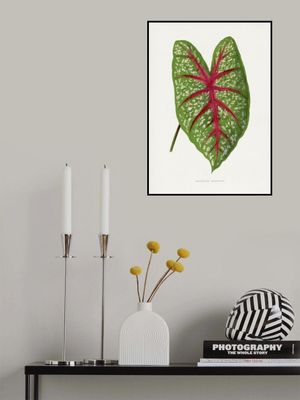 Green Caladium Chantini Leaf Illustration