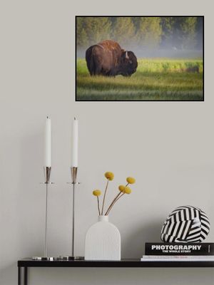 Bison in Morning Light