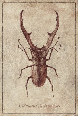 Antique Beetle Illustration
