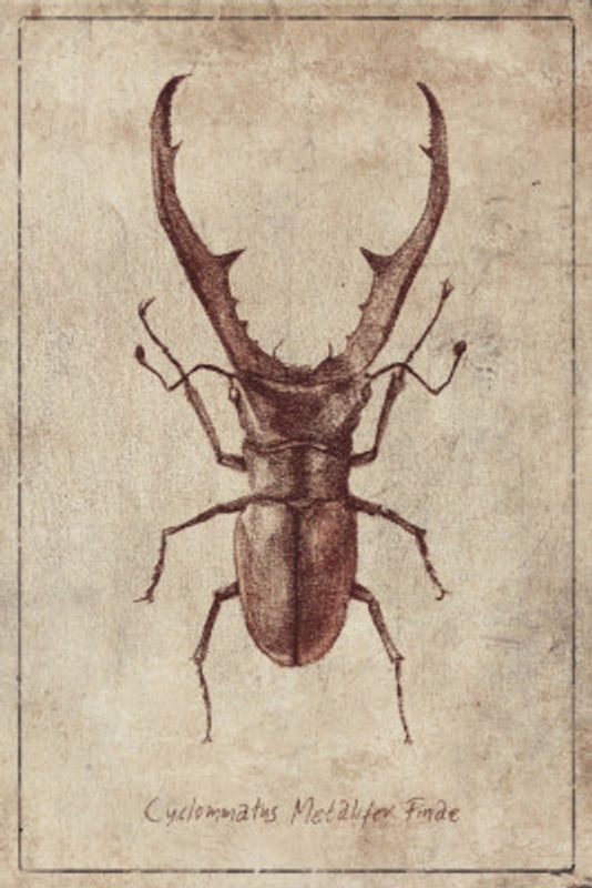 Antique Beetle Illustration